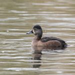 Ring-necked Duck, Reigate (C Turner).