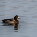 Scaup, Thorpe Park (S Harvey).