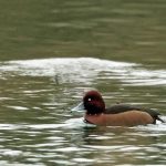 Ferruginous Duck, Thorpe Park (M Leitch).