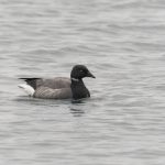 Brent Goose, Island Barn Reservoir (C Turner).