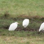 Cattle Egrets, Hersham GP (D Harris).