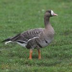 White-fronted Goose, Burgess Park (R Bonser).