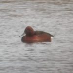 Ferruginous Duck, Thorpe Park (M Scarborough).