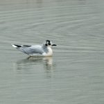 Little Gull, Beddington Farmlands (A Ramesh).
