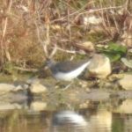 Green Sandpiper, Beddington Farmlands (A Treip).