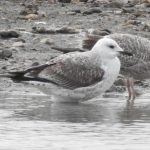 Caspian Gull, Beddington Farmlands (D Warren).