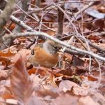 Brambling, Effingham Forest (J Hurrell).