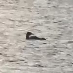 Great Northern Diver, Island Barn Reservoir (D Harris).
