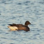 Brent Goose, Island Barn Reservoir (D Harris).