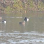 Ring-necked Duck, Holmethorpe SP (G Hay).