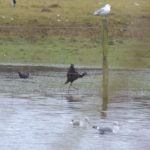 Glossy Ibis, Holmethorpe SP (G Hay).