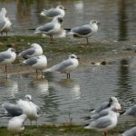 Mediterranean Gull, Beddington Farmlands (A Ramesh).