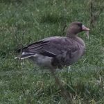 White-fronted Goose, Dorking (W Attridge).