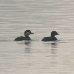 Common Scoter, Island Barn Reservoir (P Watts).