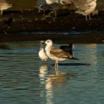 Caspian Gull, Beddington Farmlands (A Ramesh).