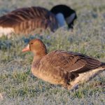 White-fronted Goose, Westcott (M Davis).