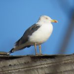 Yellow-legged Gull, Slyfield (S Chastell).