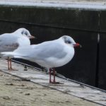 Mediterranean Gull, Papercourt GP (A Goddard).