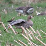 White-fronted Goose, Westcott (S Gale).