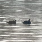 Common Scoter, Island Barn Reservoir (S Musievski).