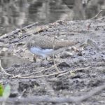 Green Sandpiper, Tice's Meadow (J Hunt).