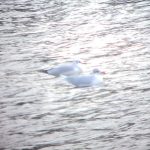 Mediterranean Gull, Papercourt GP (K Duncan).