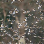 Bramblings, Reigate Heath (R Inns).