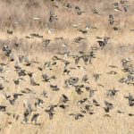 Bramblings, Reigate Heath (C Lodge).