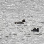 Pintail, Beddington Farmlands (J Curnick).