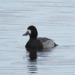 Scaup, Thorpe Park (J Snell).