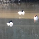Goosander, Westcott (D Robinson).