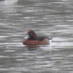 Ferruginous Duck, Thorpe Park (J Snell).