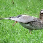 White-fronted Goose, Westcott (S Ferguson).