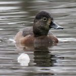 Ring-necked Duck, Reigate (S Ferguson).