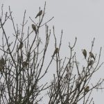 Bramblings, Reigate Heath (L Evans).