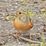 Brambling, Tice's Meadow (J Hunt).