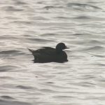 Common Scoter, Queen Elizabeth II Reservoir (P Watts).