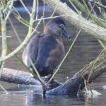 Ring-necked Duck, Reigate (N Bond).
