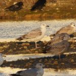 Caspian Gull, Beddington Farmlands (Z Pannifer).