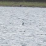 Kittiwake, Island Barn Reservoir (D Harris).