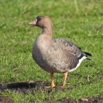 White-fronted Goose, Westcott (C Barker).