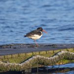 Oystercatcher, Frensham Great Pond (E Stubbs).