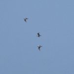 Mediterranean Gulls, Thursley Common (E Stubbs).