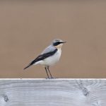 Wheatear, Eashing (E Stubbs).