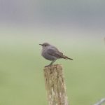 Black Redstart, Shackleford (E Stubbs).