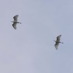 Great Egrets, Enton Lakes (E Stubbs).