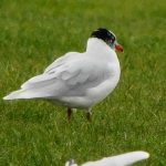 Mediterranean Gull, Wandsworth Common (N Rutter).