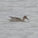 Pintail, Beddington Farmlands (Z Pannifer).