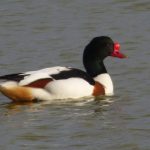 Shelduck, Beddington Farmlands (Z Pannifer).