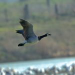 Barnacle Goose, Beddington Farmlands (A Ramesh).